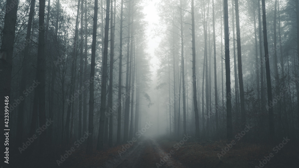 Leśna droga w gęstej mgle. - obrazy, fototapety, plakaty 
