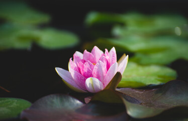 Wall Mural - pink lotus flower blossom or water lily blooming in pond with sunlight in garden outdoor nature.