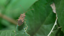 Shield Bug Or Stink Bug On Green Leaf