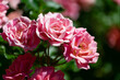 © PixlMakr - Shot of a bunch of beautiful pink roses