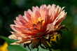 © PixlMakr - Growing orange dahlia flower in garden