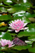 © PixlMakr - Shot of beautiful pink water lily