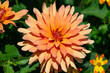© PixlMakr - Growing orange dahlia flower in garden