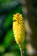 © PixlMakr - Kniphofia, Wrexham Buttercup, growing in the garden