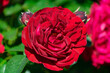 © PixlMakr - Vibrant beautiful red rose bud