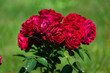 © PixlMakr - A bunch of beautiful red roses