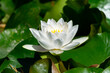 © PixlMakr - Shot of beautiful white water lily