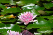 © PixlMakr - Shot of beautiful pink water lily