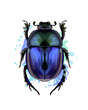Scarab beetle from a splash of watercolor, colored drawing, realistic. Vector illustration of paints