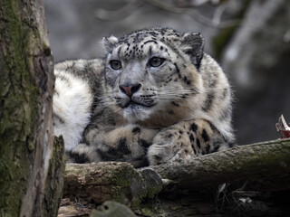 Wall Mural - Portrait of Snow Leopard, Panthera Uncia, who resting on tree trunk