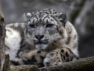Wall Mural - Portrait of Snow Leopard, Panthera Uncia, who resting on tree trunk