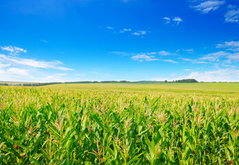 Wall Mural - Corn field in the sunny and blue sky.