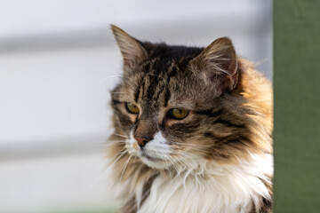 A large orange, black, and tan coloured domestic cat. The verticle pupils are long black slits with orange around. The feline has a large white patch on its chest. The animal has two pointy ears. 