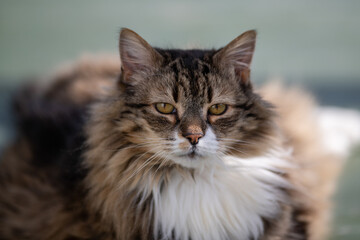 a large orange, black, and tan coloured domestic cat. the verticle pupils are long black slits with 
