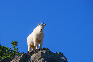 Wall Mural - Mountain Goat