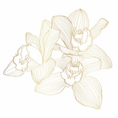 golden line orchid cymbidium flower. flora and isolated botany plant with petals. tropical exotic li