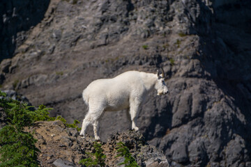 Wall Mural - Wild Mountain Goat