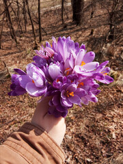 Wall Mural - bouquet of crocus in a hand