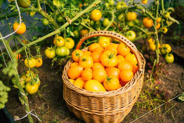 Basket of tomatoes