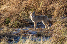 Coyote (Canis Latrans)