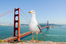 Herring Gull In The Foreground With San Francisco Panorama And Bridge In The Background