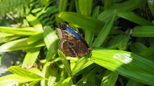 Emperor Butterfly Standing On Leave Exposing A Little Of The Bright Blue Colored Wings