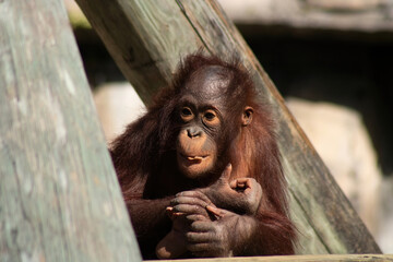 Wall Mural - Baby orangutan