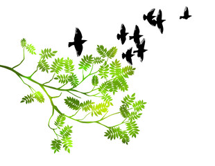 Wall Mural - Summer tree branch with fresh green leaves and Flying birds. Vector illustration