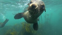Curious Sea Lion Coming Close To Camera. Seal Underwater Portrait