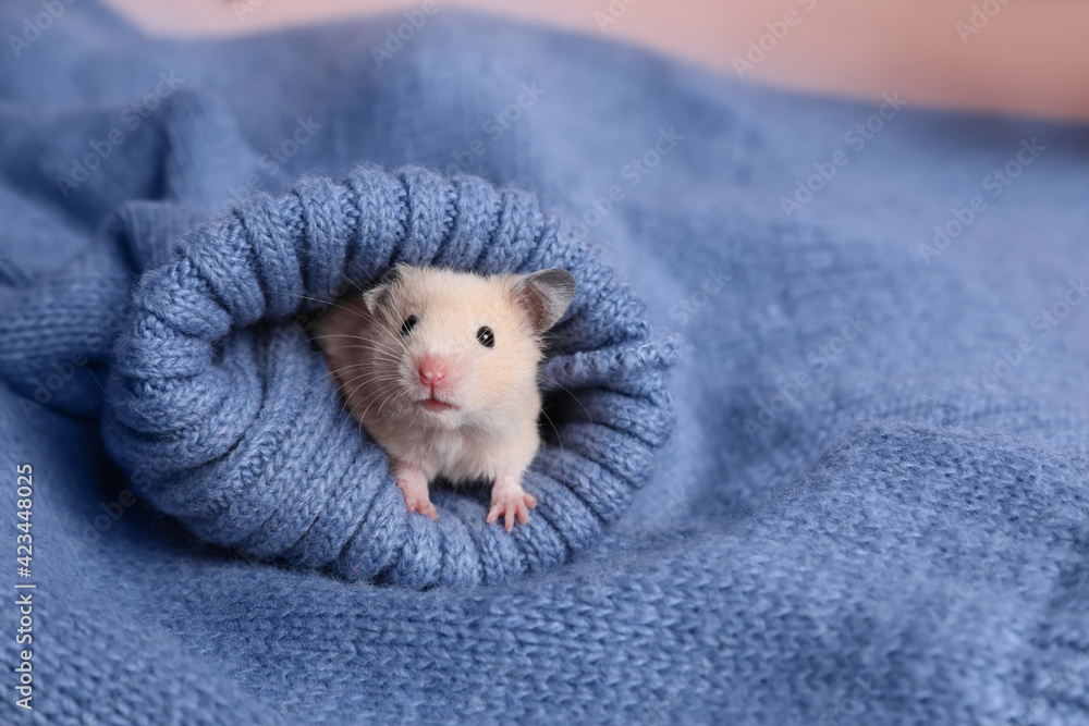 Cute little hamster in sleeve of blue knitted sweater, space for text - obrazy, fototapety, plakaty 