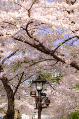 Wall Mural - 東京都千代田区九段の靖国神社に咲く桜