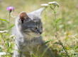 Kociak w polnych kwiatach
