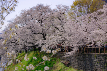 Wall Mural - 東京都千代田区九段の千鳥ケ淵に咲く桜