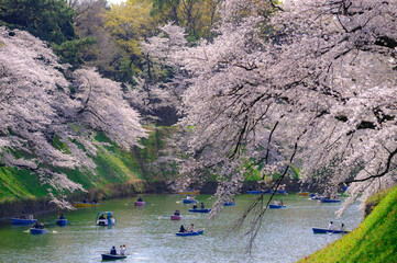 Wall Mural - 東京都千代田区九段の千鳥ケ淵に咲く桜