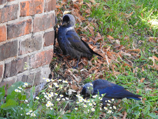 Wall Mural - Two black birds near a brick wall