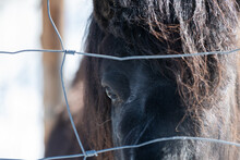 A Small Black Newfoundland Pony Stands In A Horse Pen With A Wood Fence And Snow On A Ranch. The Breed Of Domestic Animal Has A Long Chestnut Mane, Dark Eyes, And Steam Coming From Its Mouth.