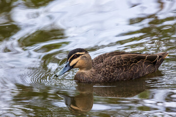 Wall Mural - A Pacific Black Duck (Anas superciliosa) paddling in water from left to right with ripples and reflection.