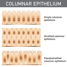 Scientific And Medical Illustration Of The Epithelium Structure Types, Cells Of Simple And Stratified Columnar Epithelium.