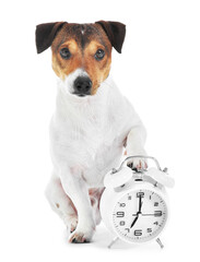 Wall Mural - Cute dog with alarm clock on white background