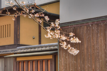 Poster - 白川の桜