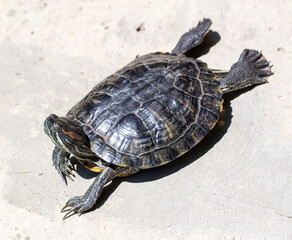 Sticker - The turtle is crawling along the road.