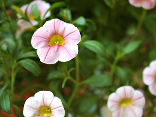 Wall Mural - Pink flower with water drops ,petunia Calibrachoa plants in garden with blurred background and macro image ,soft focus ,sweet color ,lovely flowers ,flowering plants ,pink flowers in the garden