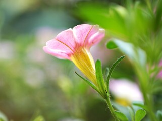 Wall Mural - Pink flower with water drops ,petunia Calibrachoa plants in garden with blurred background and macro image ,soft focus ,sweet color ,lovely flowers ,flowering plants ,pink flowers in the garden