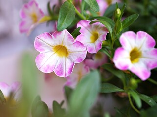 Wall Mural - Pink flower with water drops ,petunia Calibrachoa plants in garden with blurred background and macro image ,soft focus ,sweet color ,lovely flowers ,flowering plants ,pink flowers in the garden