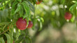 Close-up with nectarine branch with fruit and unfocused background.