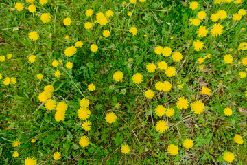 Wall Mural - Yellow dandelions on the green grass. Top view.