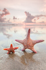 Wall Mural - Two starfish on sea beach at sunset
