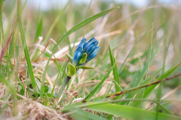 Wall Mural - Beautiful wild flower Pale gentian (Gentiana glauca). Flower among the grass in the tundra. Plants of the polar region. Summer bloom in the Arctic. Chukotka Peninsula, Siberia, Far North of Russia.