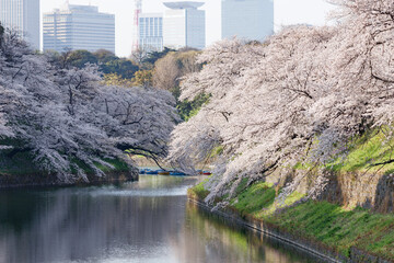 Wall Mural - 千鳥が淵に咲く満開の桜と背景のビル群