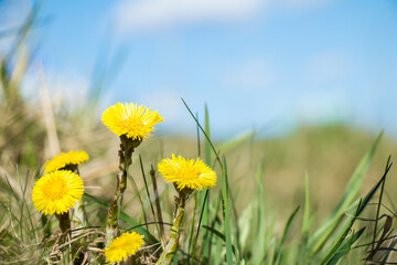 Wall Mural - Nature spring landscape with yellow coltsfoot flowers